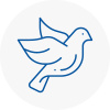 Bird Prevention Whitehaven