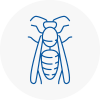 Whitehaven Wasp Nest Removal